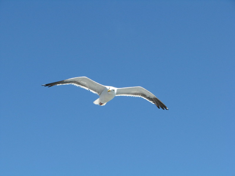 1280px-Flying_Seagull_(2704154711)