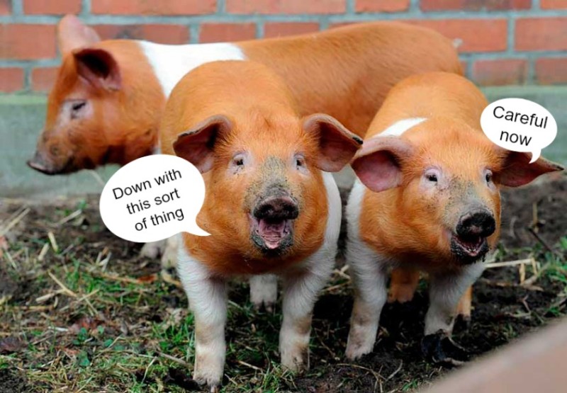 Danish-Protest-Pigs